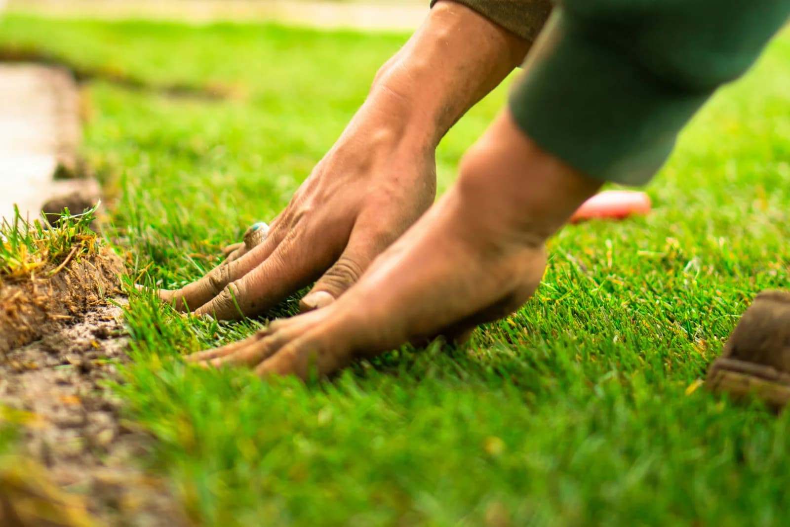 Hands pressing fresh grass into a prepared lawn bed while getting Oregon yards ready for fall