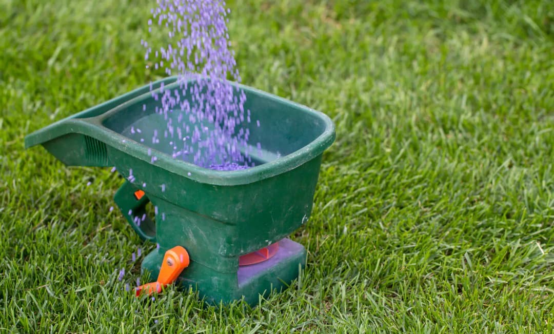 A green hand-crank broadcast spreader scattering purple fertilizer granules over healthy green turf