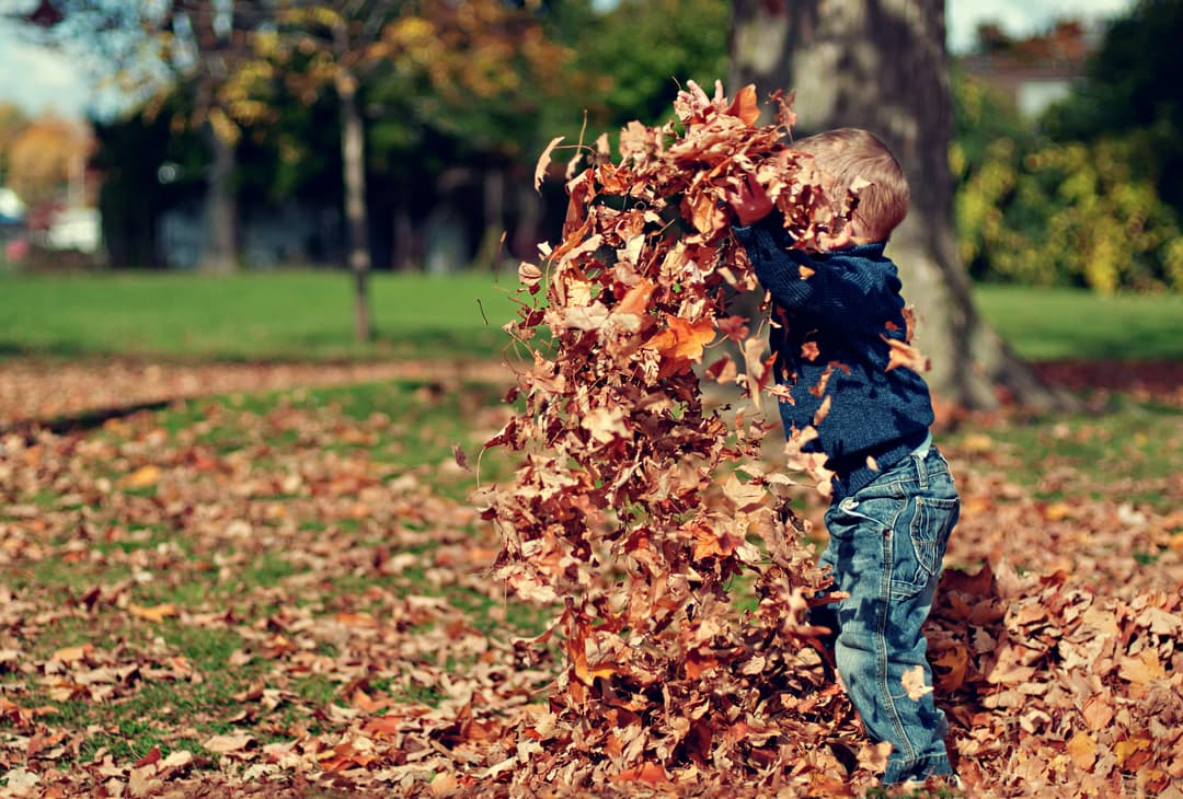A child in a dark jacket and jeans carrying a large armful of dry fall leaves across a leaf-covered lawn