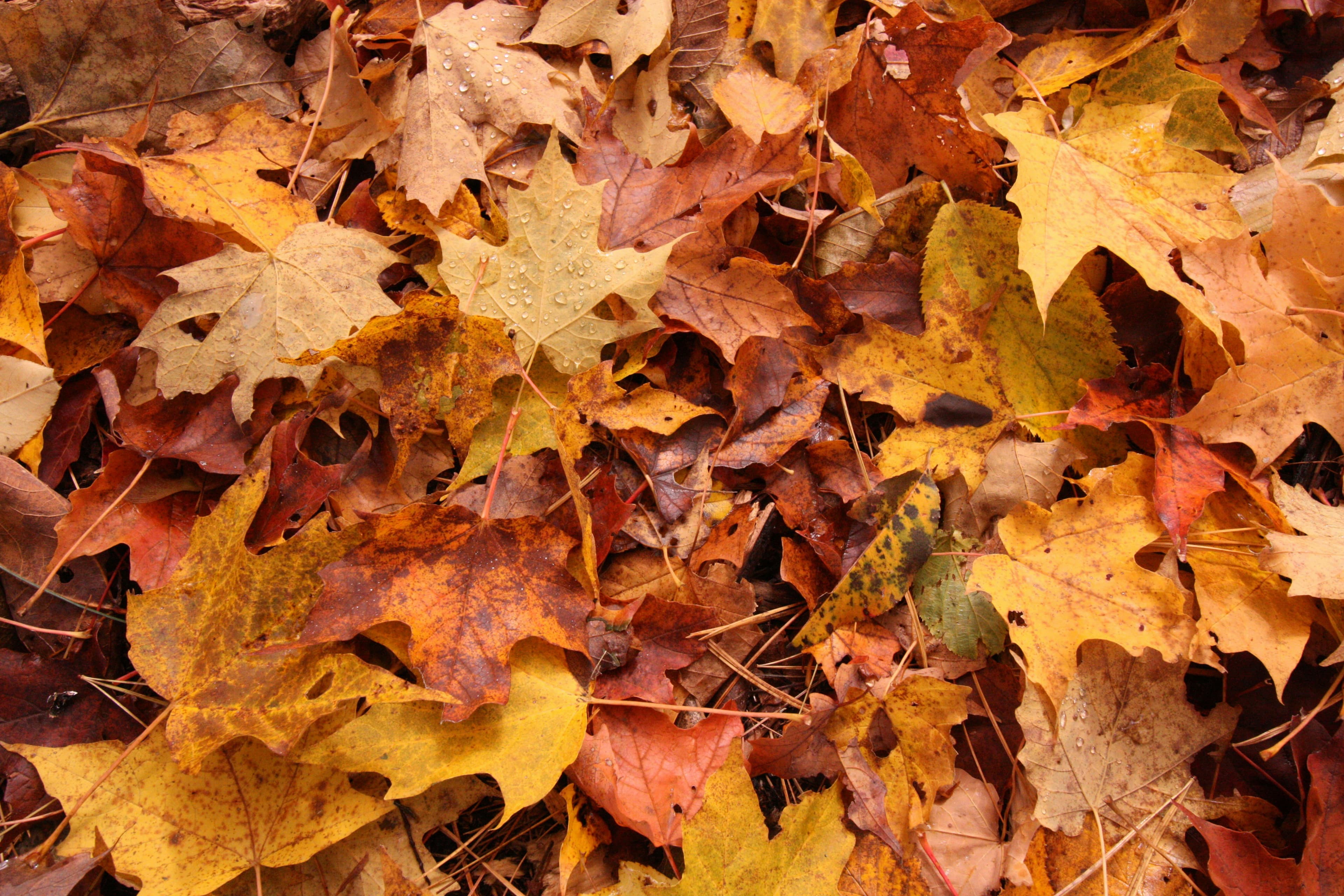 Wet maple and oak leaves with fallen pine needles carpeting the ground in mid-fall