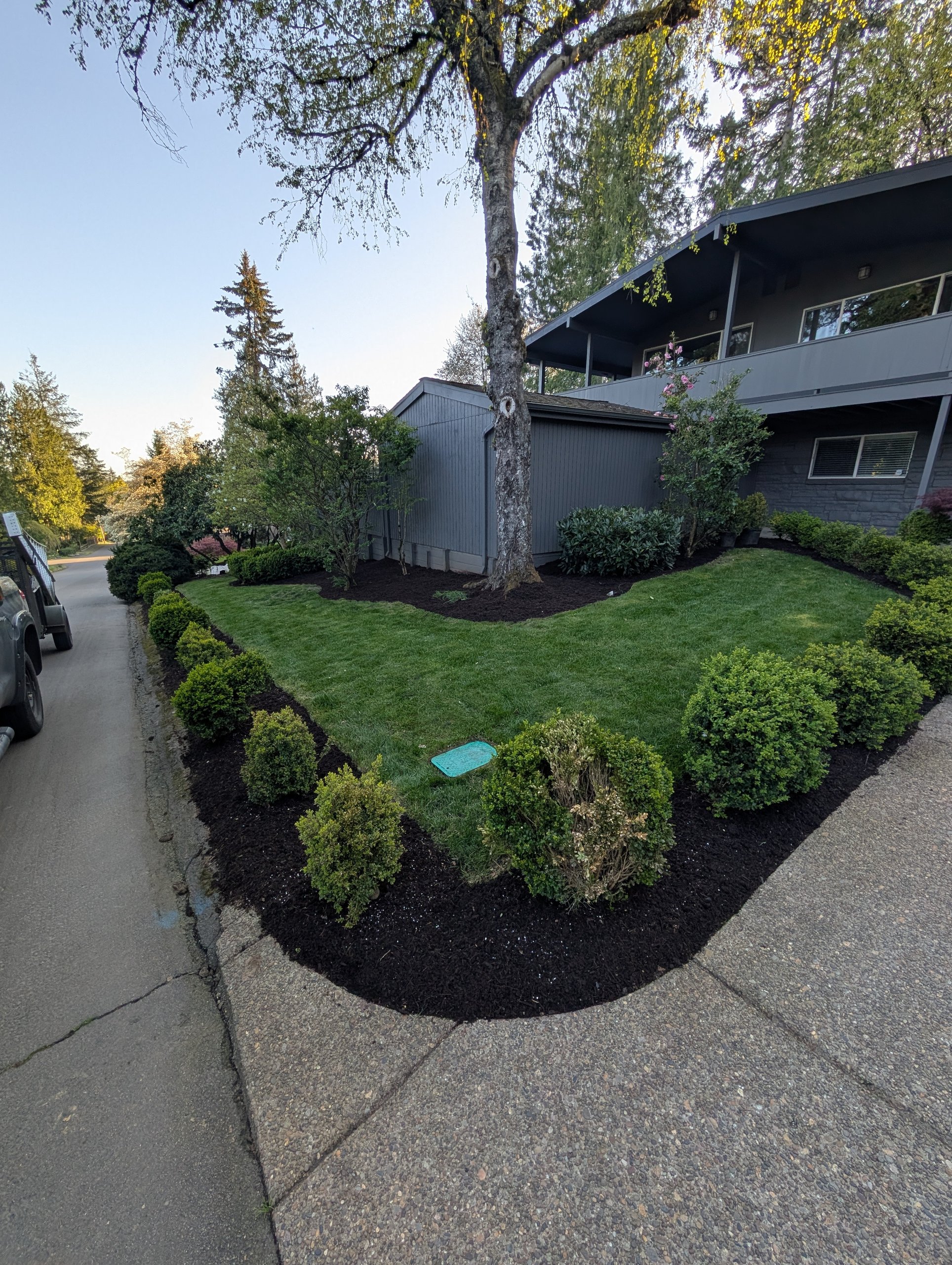 Fresh mulch and amended soil in a landscape bed after fertilization