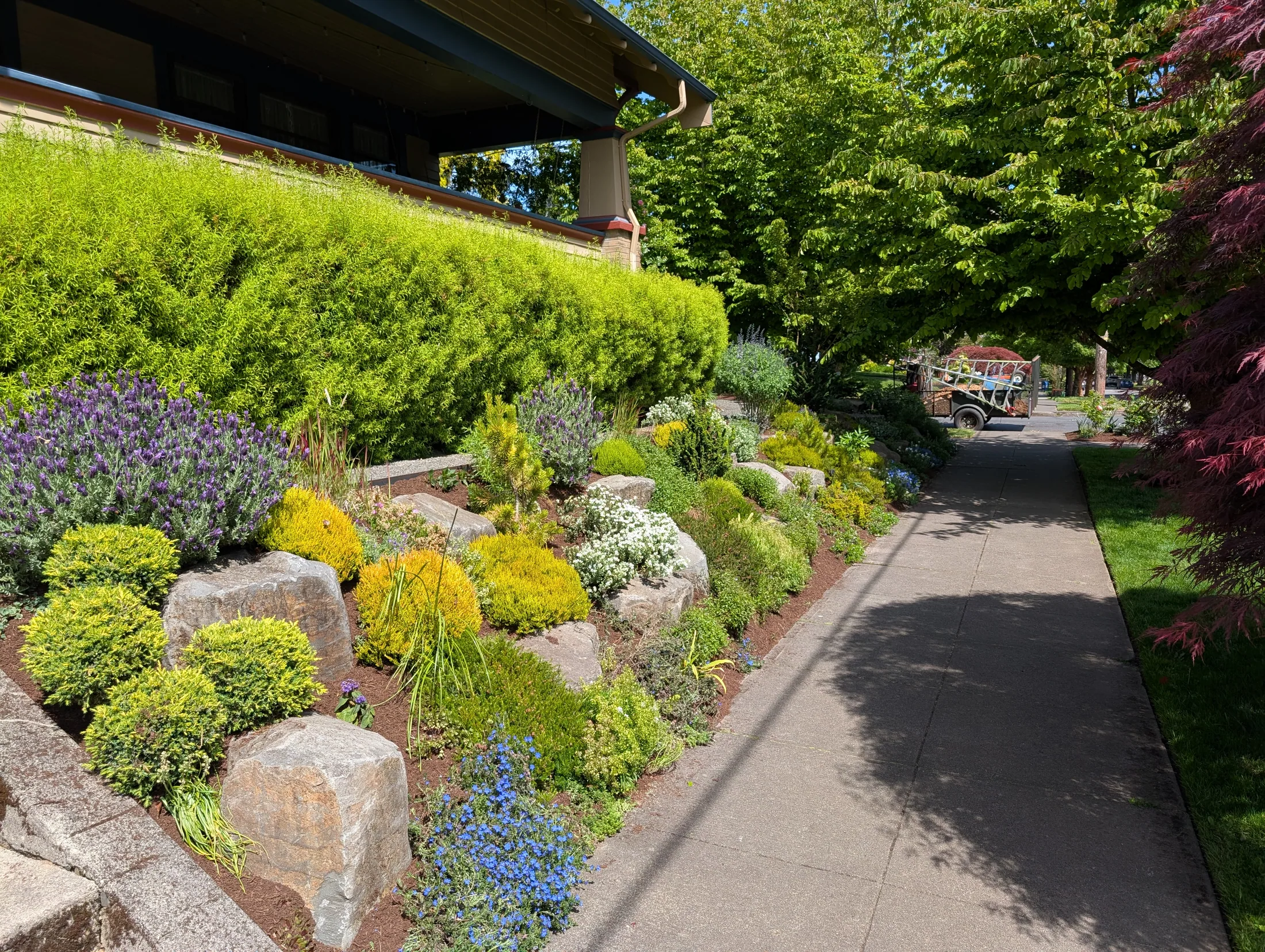 Dense perennial border showing the thick growth fall overseeding helps build
